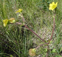 Geum macrophyllum perincisum