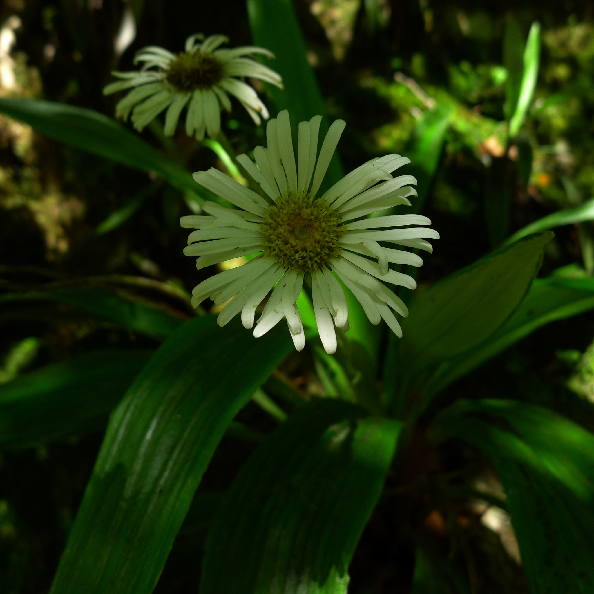 Image of Celmisia morganii by (c) Sarah Richardson, some rights reserved (CC BY)