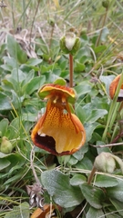 Calceolaria uniflora