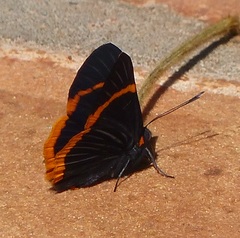 Riodina lycisca lycisca