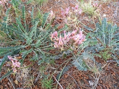 Astragalus incanus