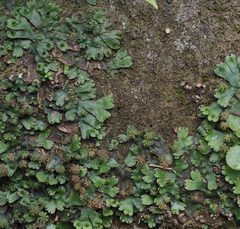 Marchantia emarginata