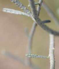 Psorothamnus scoparius