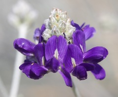 Psorothamnus scoparius