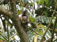 Sciurus pucheranii