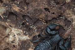Opisthacanthus capensis