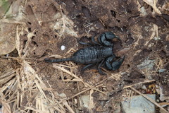 Opisthacanthus capensis