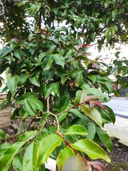 Psidium friedrichsthalianum