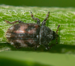 Mecinus labilis