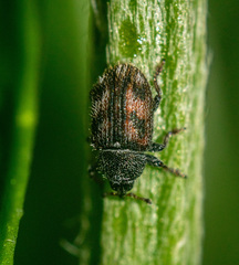 Mecinus labilis