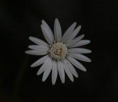 Gerbera cordata