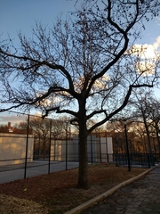 Liquidambar styraciflua