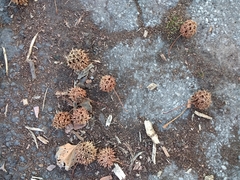 Liquidambar styraciflua