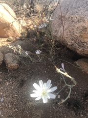 Calycoseris wrightii