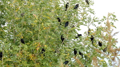 Molothrus bonariensis