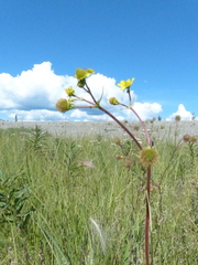 Geum macrophyllum perincisum