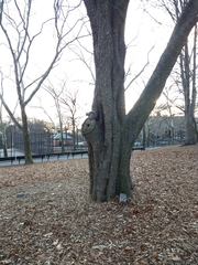Sciurus carolinensis