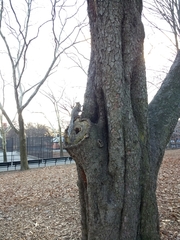 Sciurus carolinensis