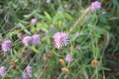 Gomphrena pulchella