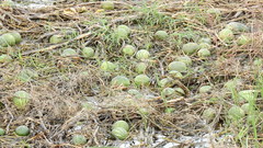 Cucurbita andreana
