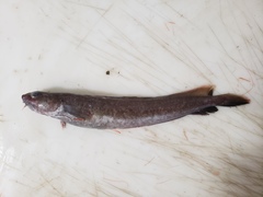 Enchelyopus cimbrius