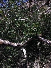Rhus integrifolia × ovata