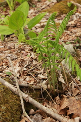 Deparia acrostichoides