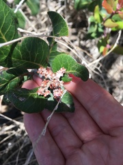 Rhus integrifolia × ovata