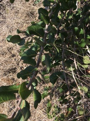 Rhus integrifolia × ovata