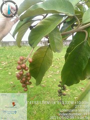 Citharexylum subflavescens