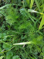 Tripleurospermum inodorum