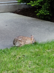 Sylvilagus floridanus