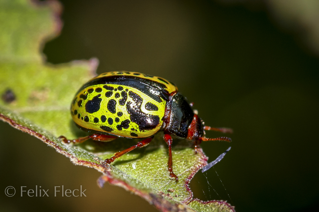 Calligrapha pantherina