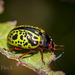 Calligrapha pantherina - Photo (c) Felix Fleck, some rights reserved (CC BY-NC), uploaded by Felix Fleck