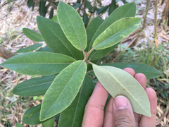 Pittosporum ralphii