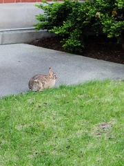 Sylvilagus floridanus