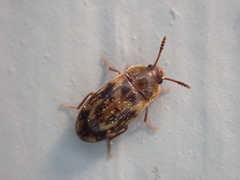 Mycetophagus