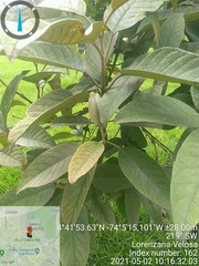 Citharexylum subflavescens