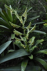 Vriesea hieroglyphica