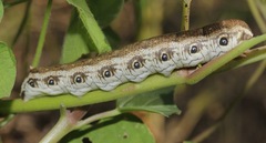 Proserpinus terlooii