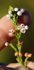 Erica capensis