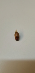 Melolonthinae