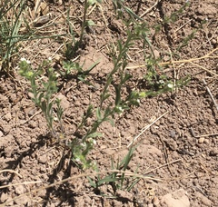 Cryptantha crassisepala