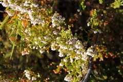 Erica capensis