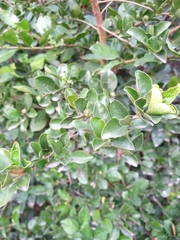Brunfelsia australis