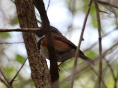 Batis capensis capensis
