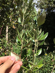Olearia traversiorum