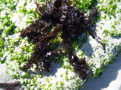 Chordariopsis capensis