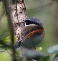 Batis capensis capensis