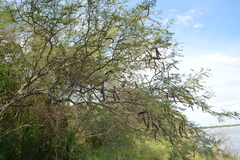 Vachellia aroma